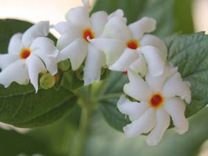 Night-flowering Jasmine